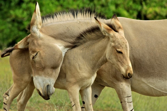 Mar Somali wild foals.jpg